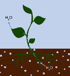 Absorción de auga por parte das plantas