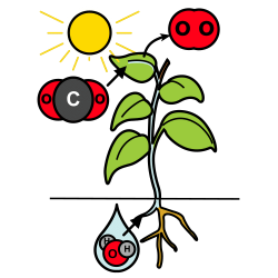 Pictograma dunha planta realizando a fotos�ntese