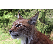 animal: lince