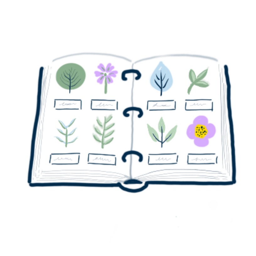 Ilustración en la que se puede ver un herbario
