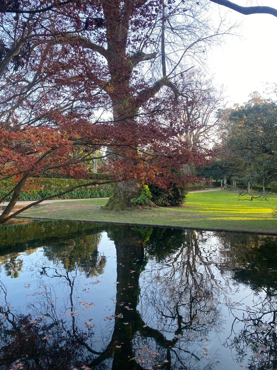 Árbol y su reflejo en el estanque Parque de Castrelos en Vigo