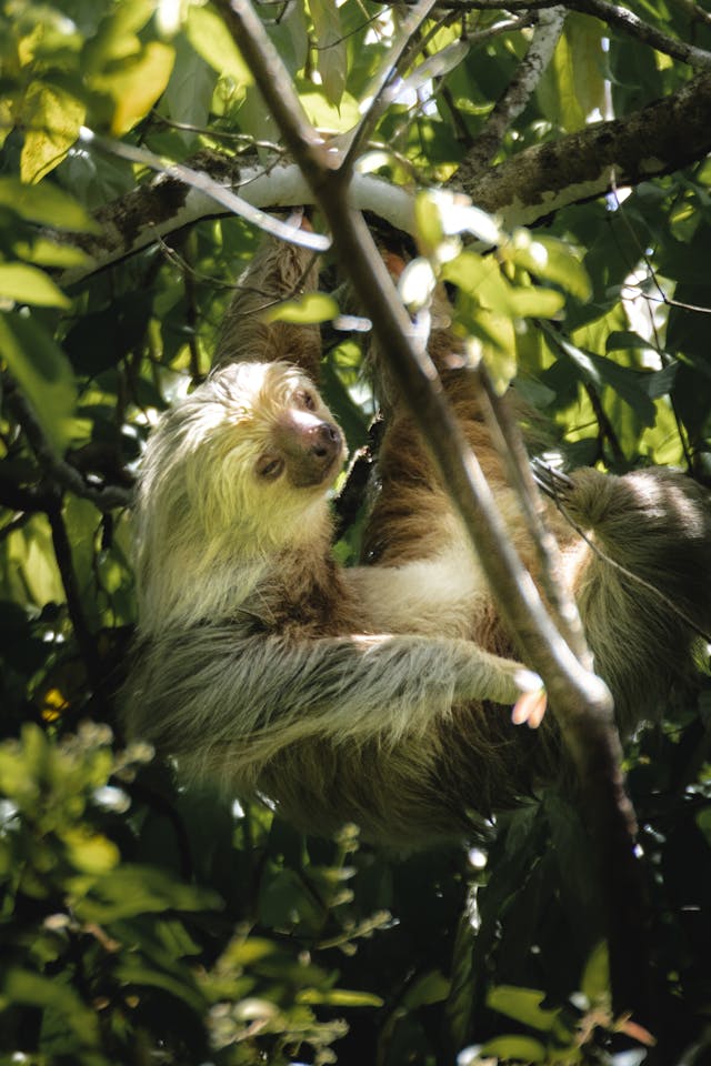 Osa perezosa colgando de un árbol