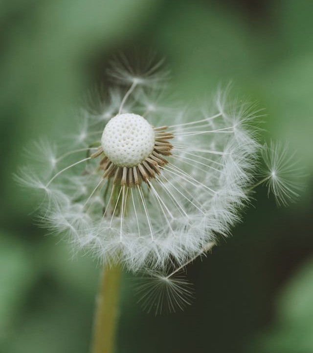 Primer plano de una planta de diente de león con semillas