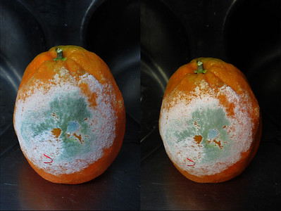 Fotografía de mofo nunhas laranxas