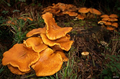 Fotografías de setas