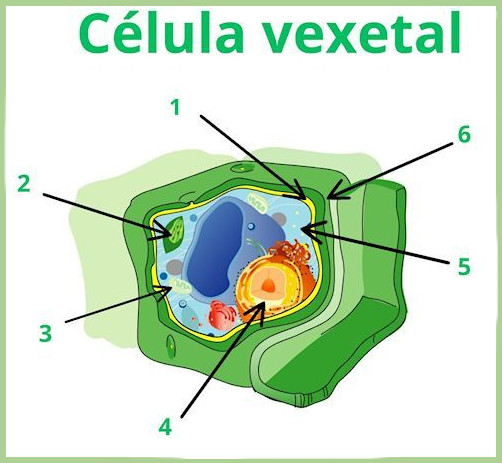 Ilustración dunha célula vexetal