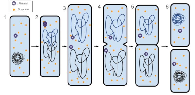 Imagen Fisión binaria