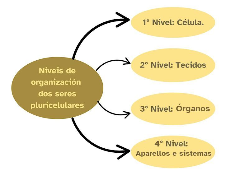 Niveis de organización celular