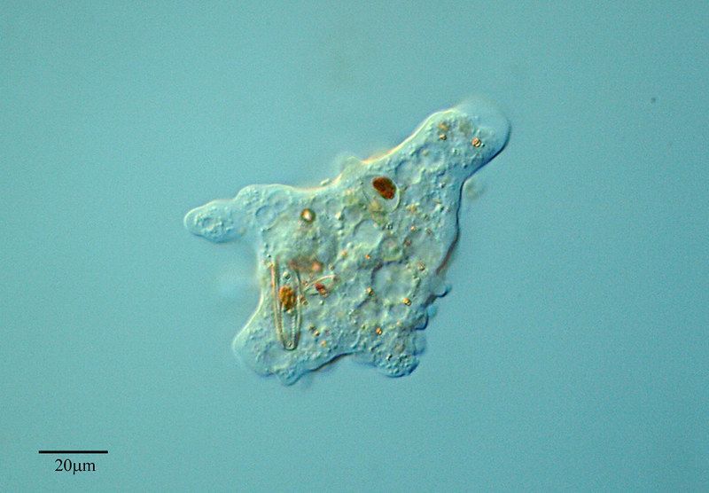 Organismo unicelular