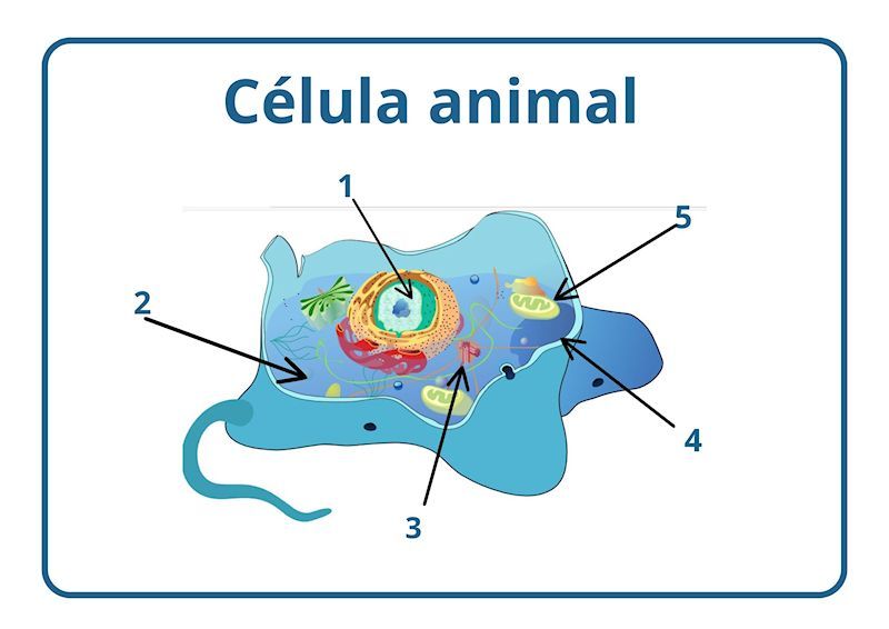Ilustración dunha célula animas