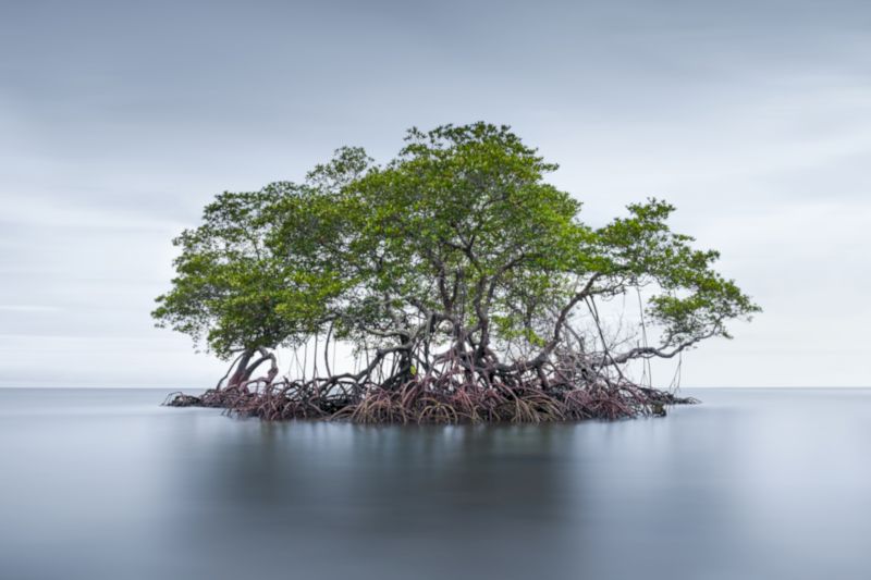 Imaxe dun ecosistema-Manglar