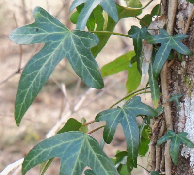 Fotografía dunha follas dunha planta