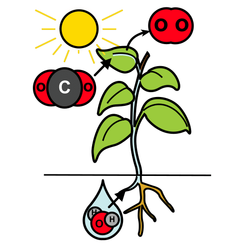 Debuxo que amosa unha planta e o sol, coa representación dos elementos que interveñen na fotosíntese.
