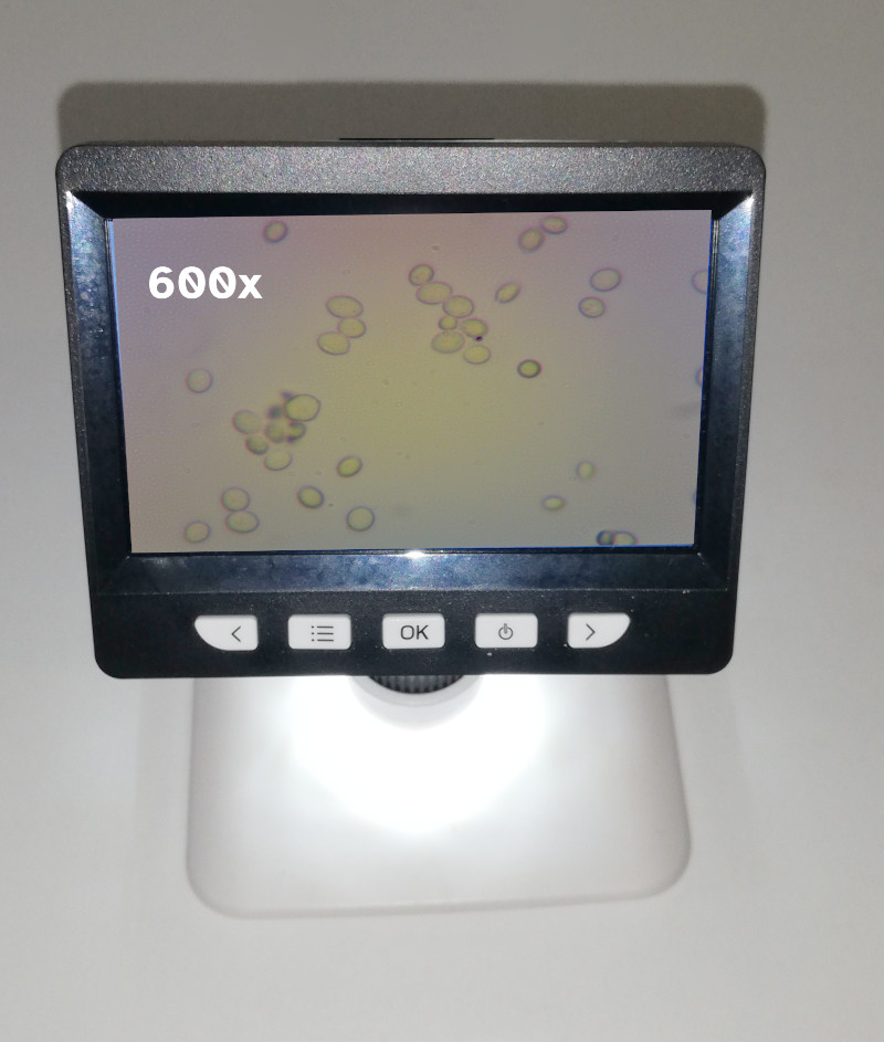 Fotografía dun microscopio cunha mostra de lévedos do pan