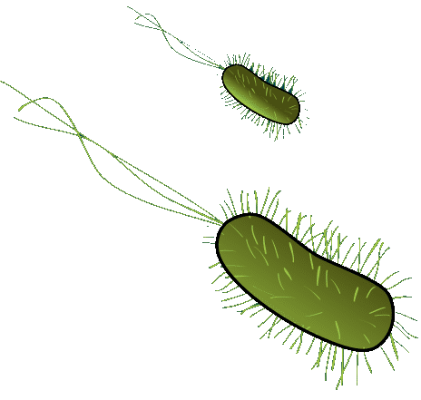 Ilustración de dúas bacterias