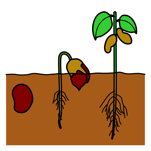 Ilustración que representa a reprodución sexual cunha semente que medra