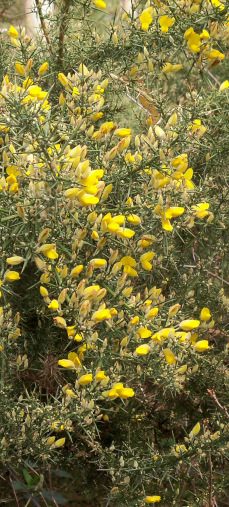 Imaxe de follas verdes