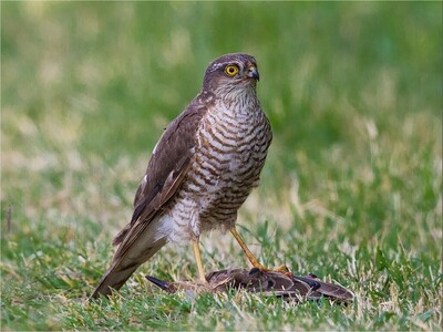 Fotografía dun azor