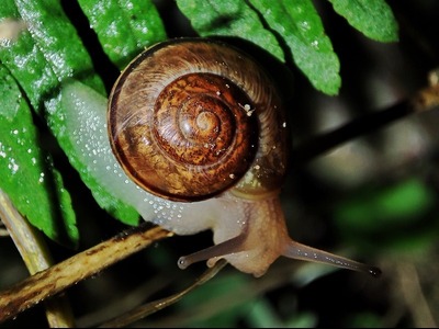 Fotografía dun caracol