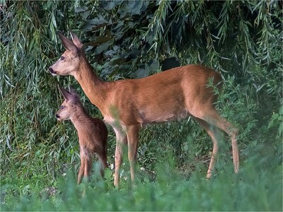 Fotografía dun corzo
