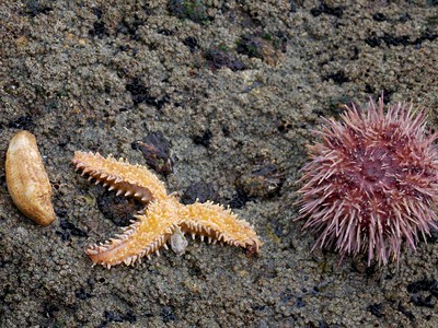 Fotografía de holoturia, estrela e ourizo de mar.