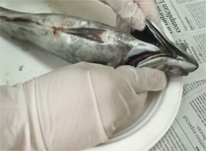 Apertura das branquias