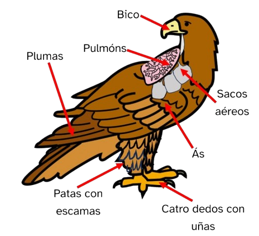 Debuxo dunha aguia con frechas sinalando o bico, os pulmóns, as plumas, os sacos aéreos, as ás, as patas con escamas e catro dedos con uñas.