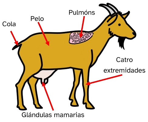 Debuxo dunha cabra con frechas sinalando os pulmóns, o pelo, a cola, as catro extremidades e as glándulas mamarias.