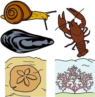 Caracol de Quimper, mexillón de río, cangrexo de río, ourizo de mar e coral vermello