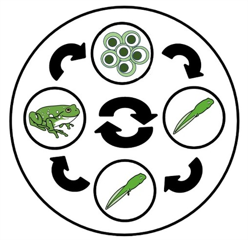 Ciclo da vida da ra: círculo con catro círculos pequenos que teñen ovos, cágado sen patas, cágado con patas e ra adulta e unhas frechas de dirección entre eles