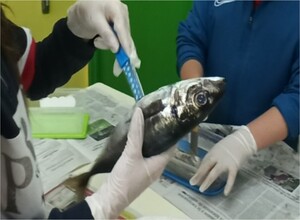 Cortando o ventre do xurelo