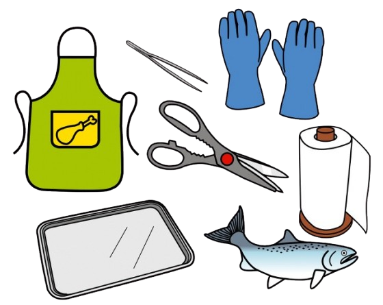 Peixe, mandil, tesoiras, pinzas, luvas, bandexa e papel absorbente