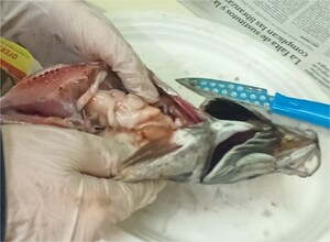 Órganos internos dun xurelo