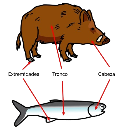 Cabeza, tronco e extremidades dunha sardiña e dun xabaril