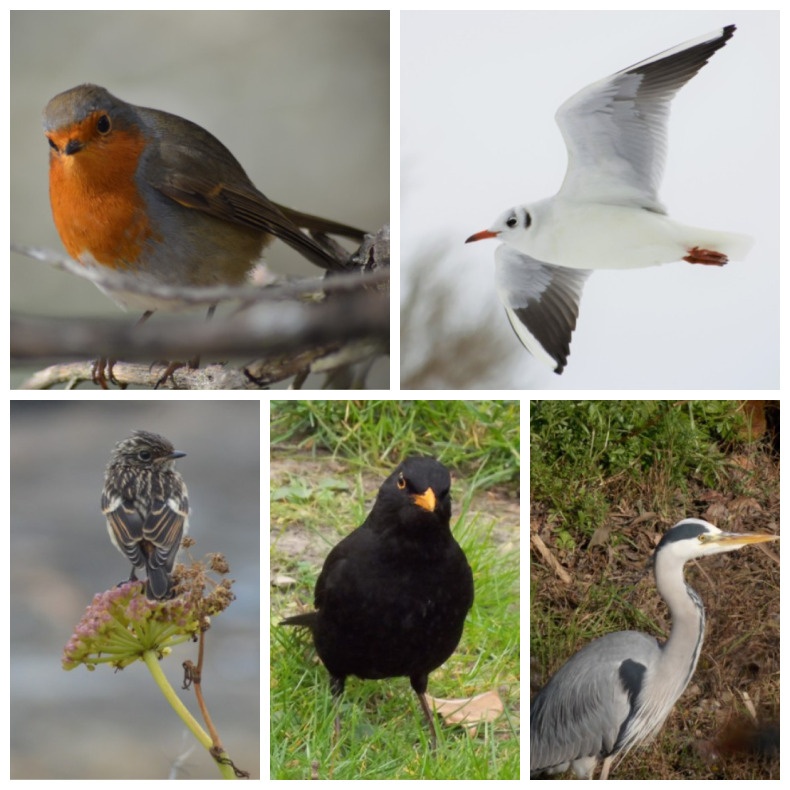 Fotos de catro aves: paporroibo, gaivota, garza real e merlo.