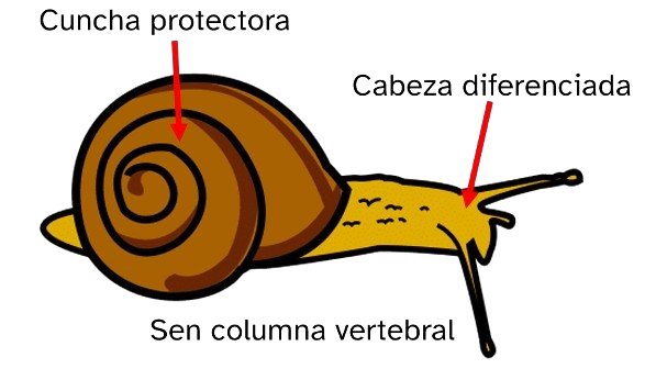 Debuxo dun caracol con tres frechas que indican cabeza ben diferenciada, cuncha protectora e sen columna vertebral.