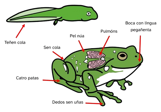 Partes do corpo dun cágado cunha frecha sinalando a cola e dunha ra con distintas frechas sinalando catro patas, dedos sen uñas, sen cola, boca con lingua pegañenta, pel núa e pulmóns.