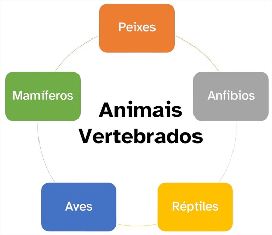 Esquema animais vertebrados: peixes, anfibios, réptiles, aves e mamíferos