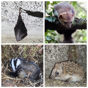Fotografía de catro mamíferos: morcego, marta, teixugo e ourizo.