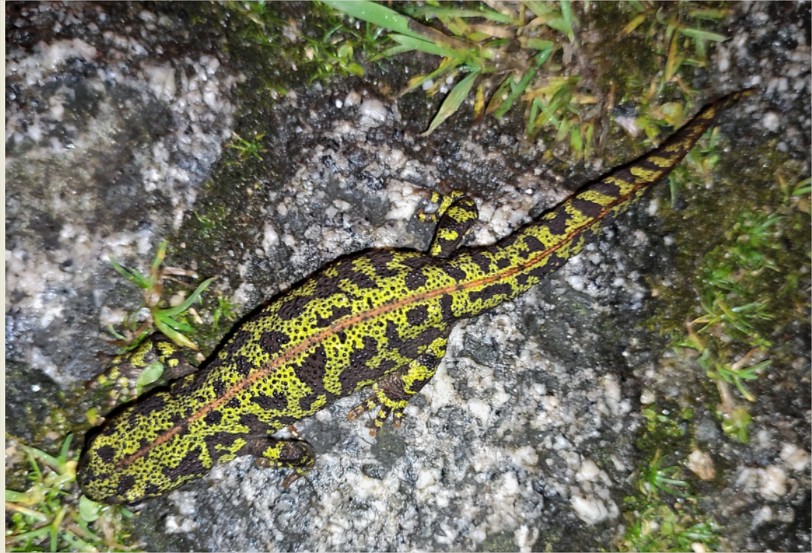 Fotografía dun tritón xaspeado sobre unha rocha.