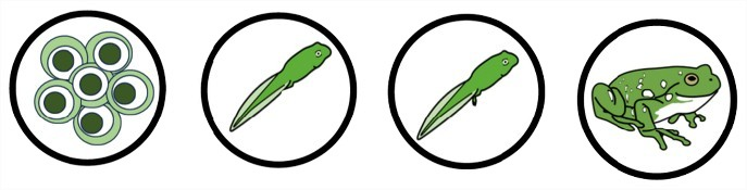 Catro círculos, o primeiro con ovos de ra, o segundo cun cágado sen patas, o terceiro un cágado con patas e o último unha ra