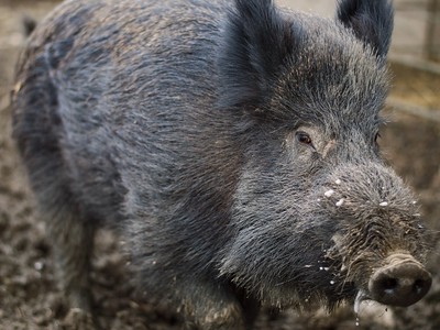 Fotografía dun xabaril