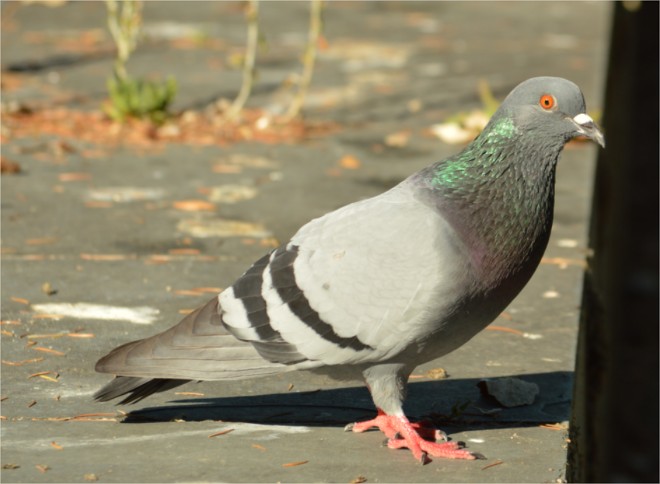 Fotografía dunha pomba