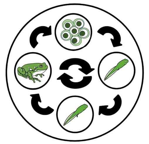 Exemplo ciclo da vida cun círculo grande e catro pequenos con ovos de ra, cágado sen patas, cágado con patas e ra adulta.