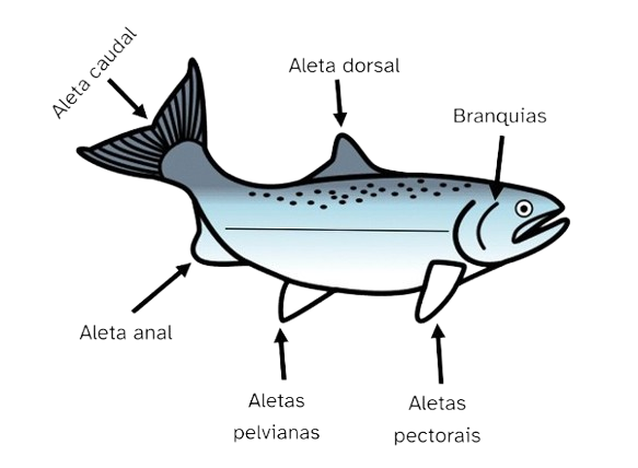 Nome das partes dun salmón atlántico: aleta dorsal, aleta anal, aletas pélvianas, aletas pectorais, aleta caudal e branquias