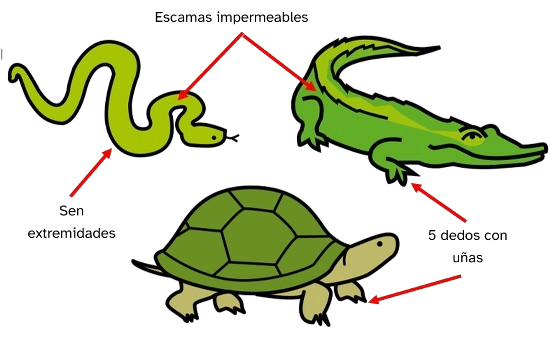 Serpe con frecha indicando sen extremidades, crocodilo con frecha indicando escamas impermeables  e sapoconcho con frecha indicando  cinco dedos con uñas.
