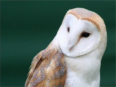 Fotografía dun curuxa