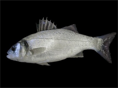 Fotografía dunha robaliza