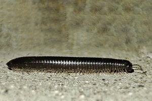 Fotografía dun milpés.