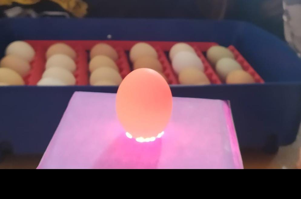 Fotografía dun ovoscopio caseiro cun ovo iluminado desde abaixo